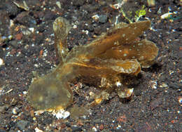 Image of Wonderous melibe slug