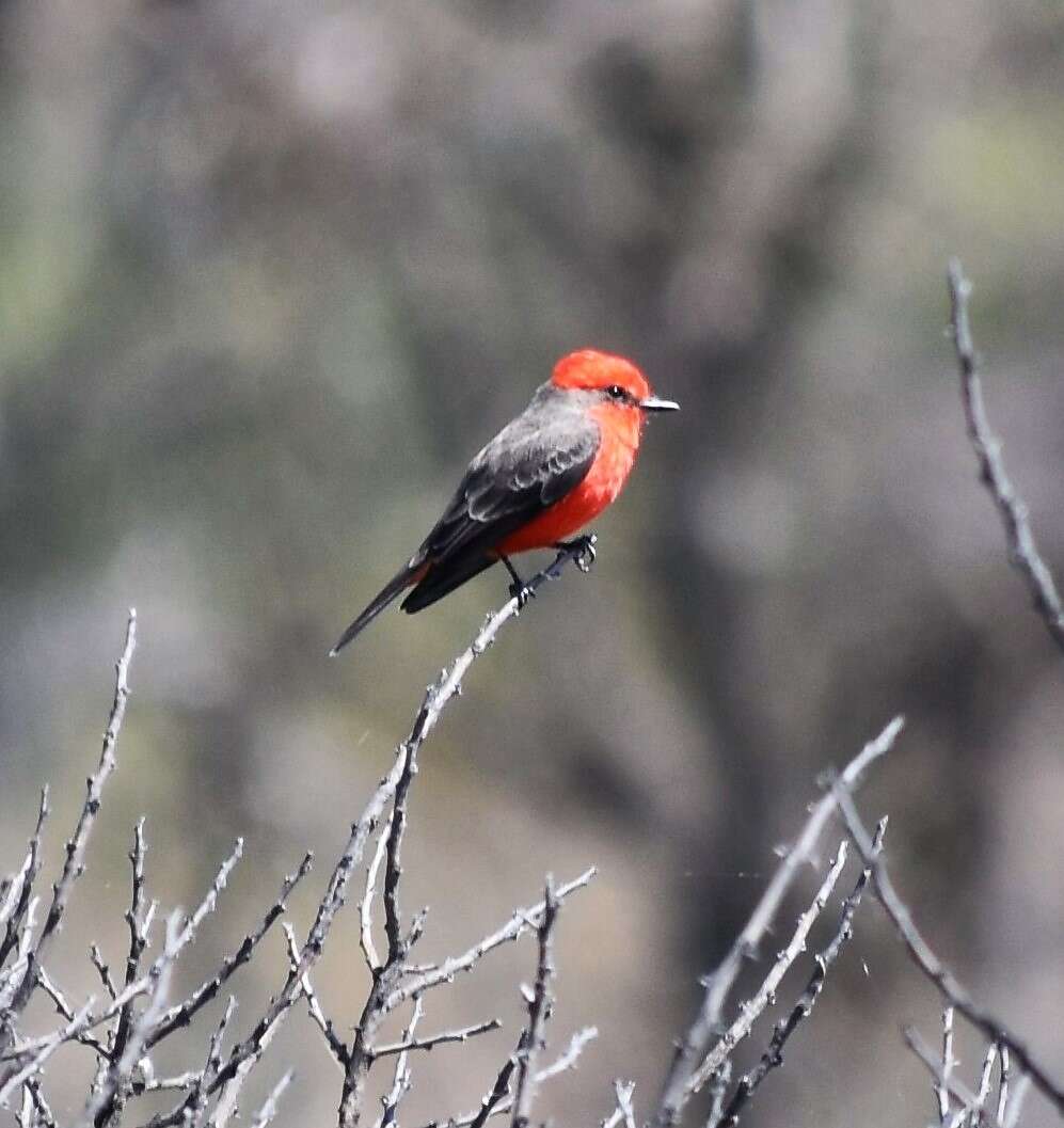 Image of <i>Pyrocephalus rubinus mexicanus</i>