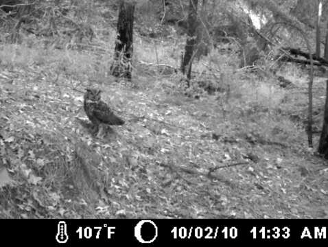 Image of Eagle-owls