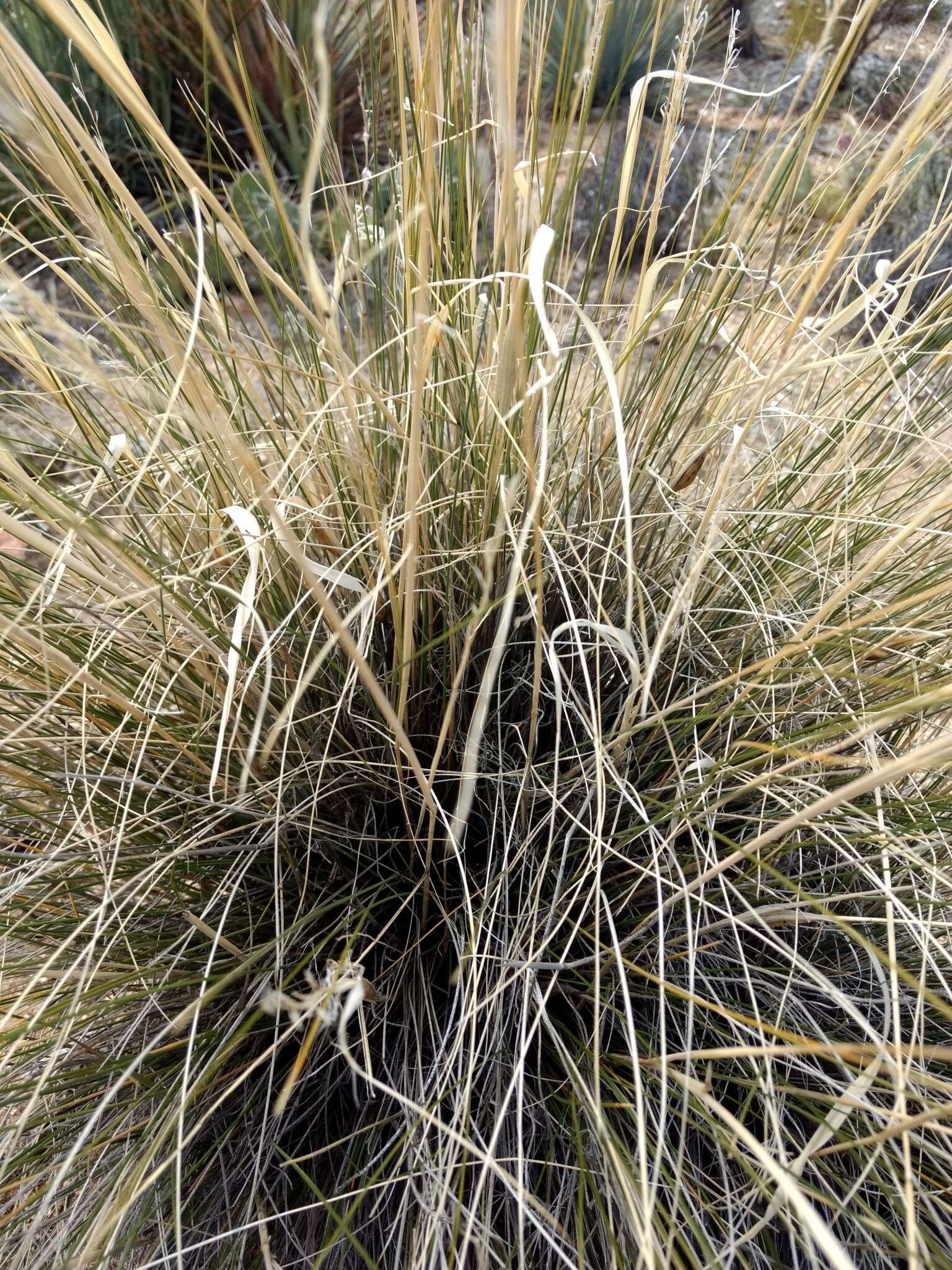 Plancia ëd Pappostipa speciosa (Trin. & Rupr.) Romasch.