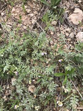 Imagem de Astragalus nuttallianus var. austrinus (Small) Barneby