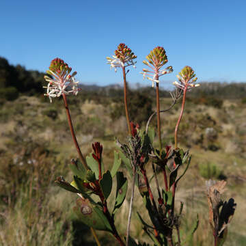 Image of Bellendena