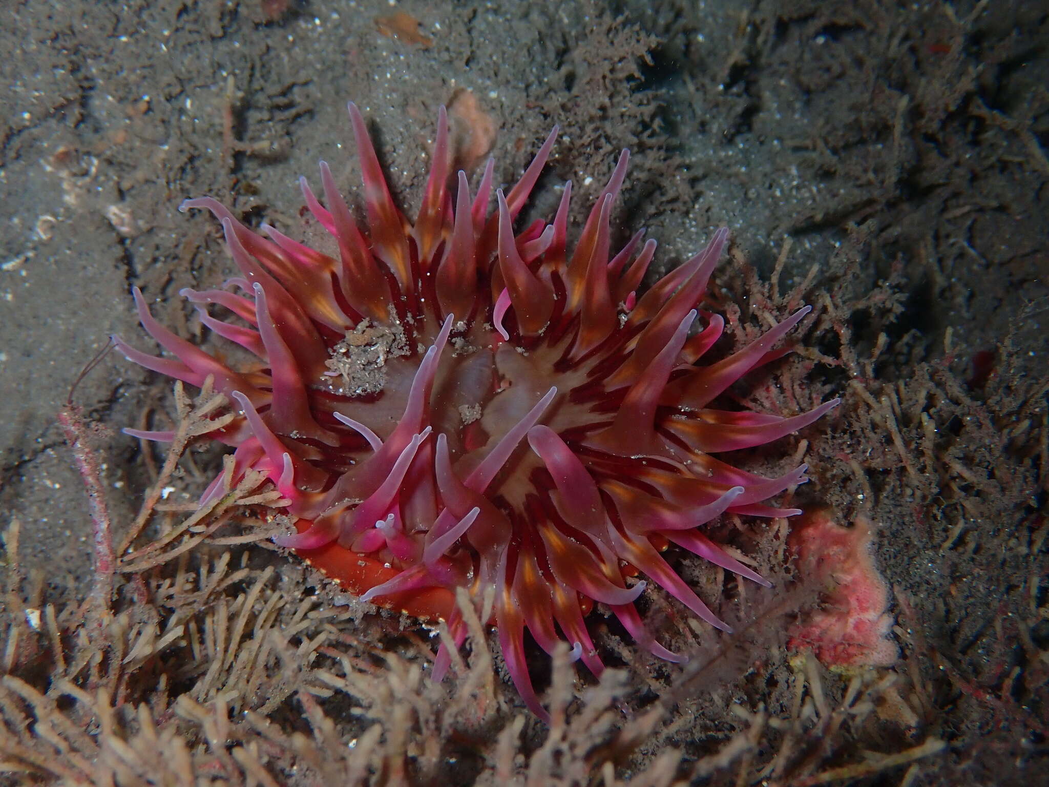 Image of McPeak anemone