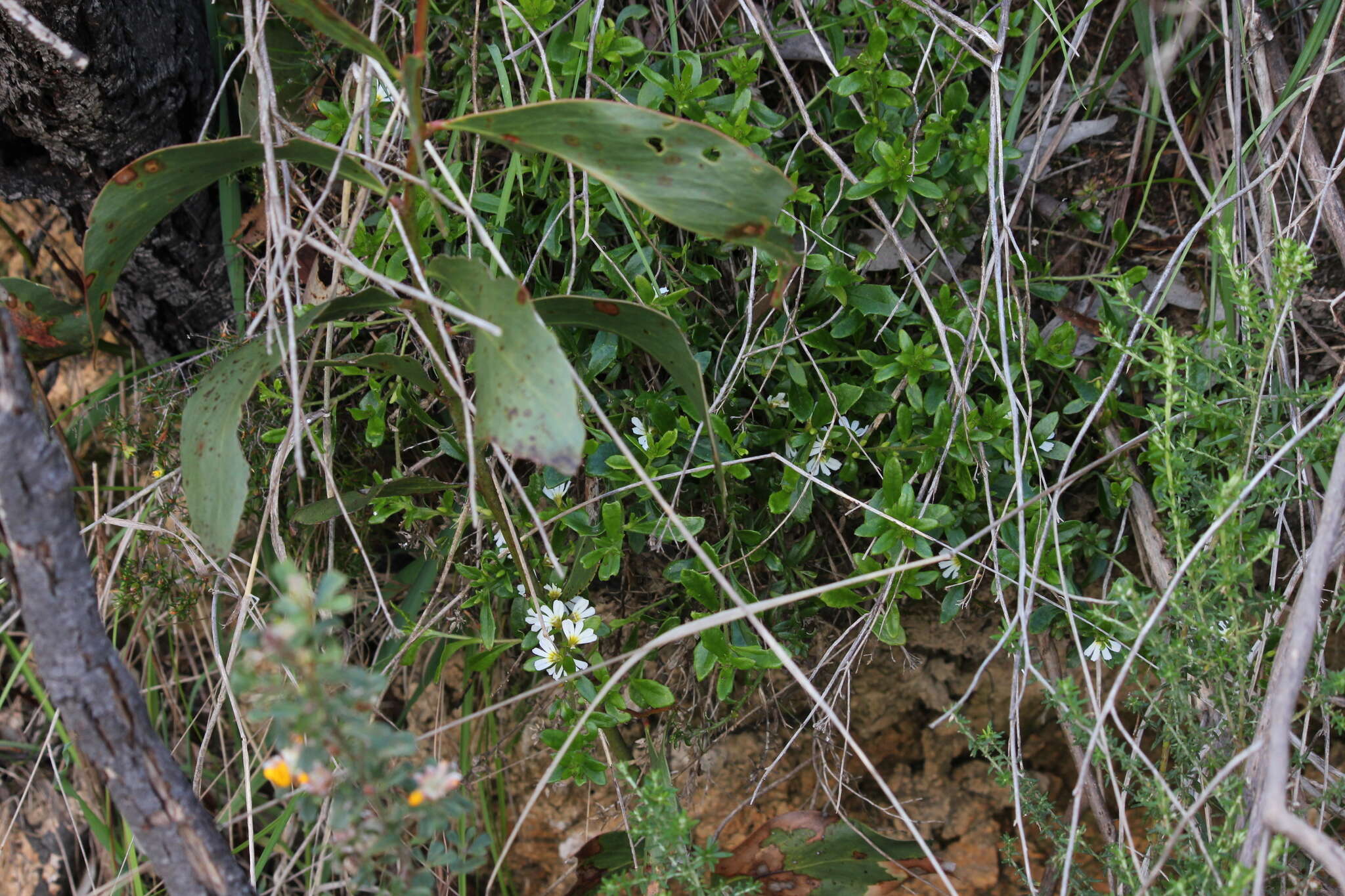 Image of Scaevola albida (Smith) Druce