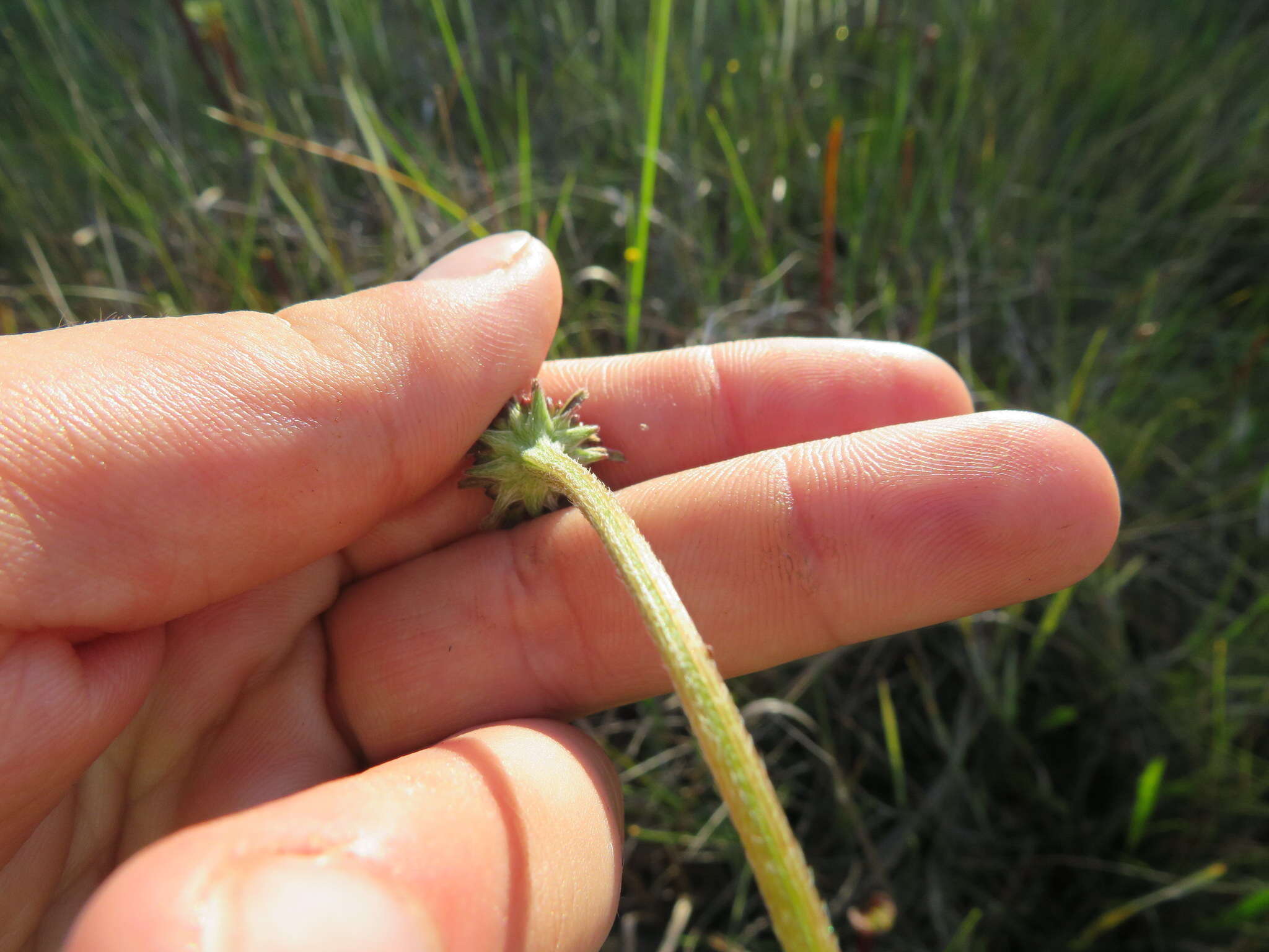 Image of Grass-Leaf Coneflower