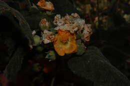 Image of pseudabutilon