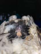 Image of Oriental Scops Owl