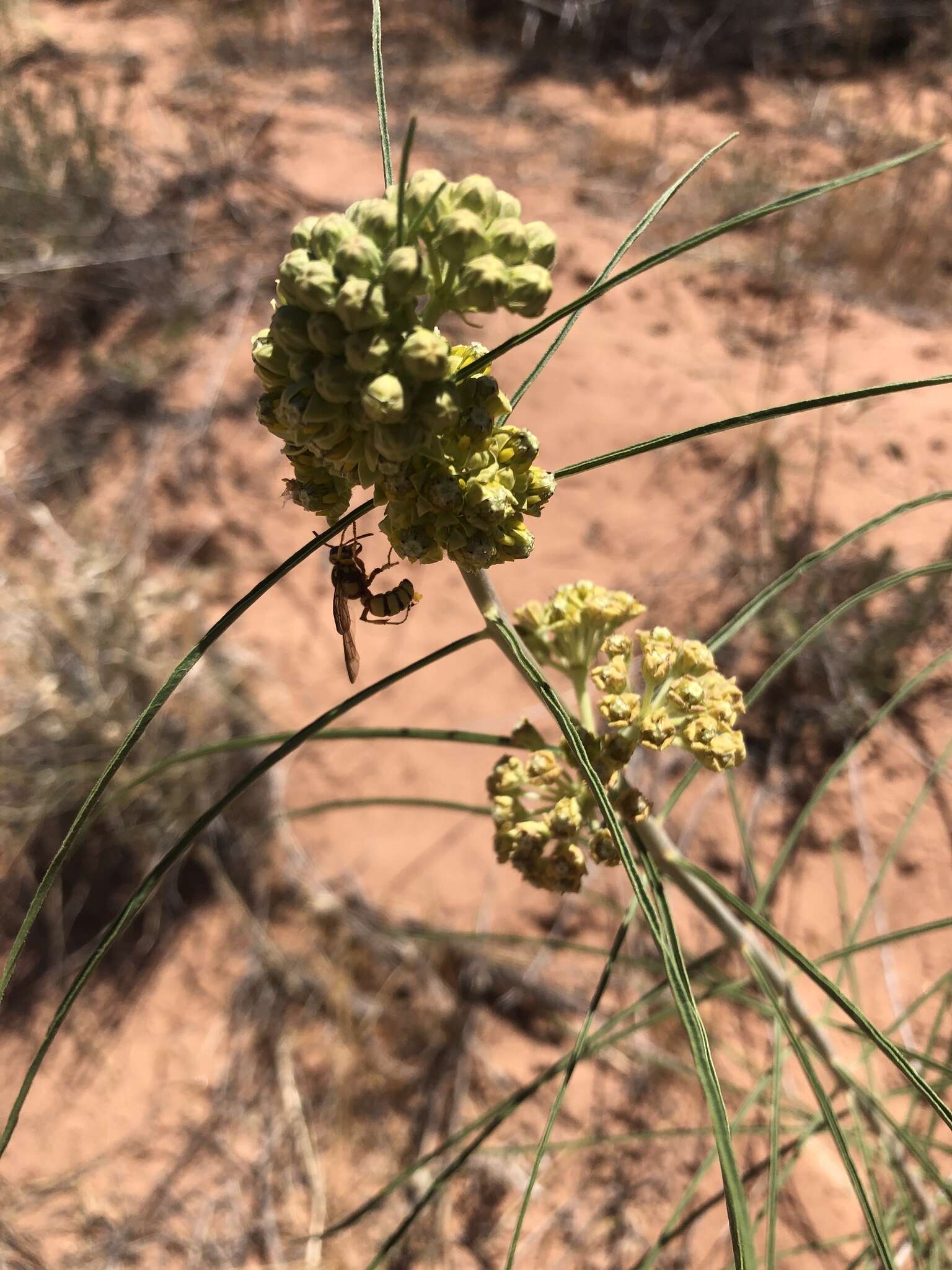 Image de Asclepias rusbyi (Vail) R. E. Woodson