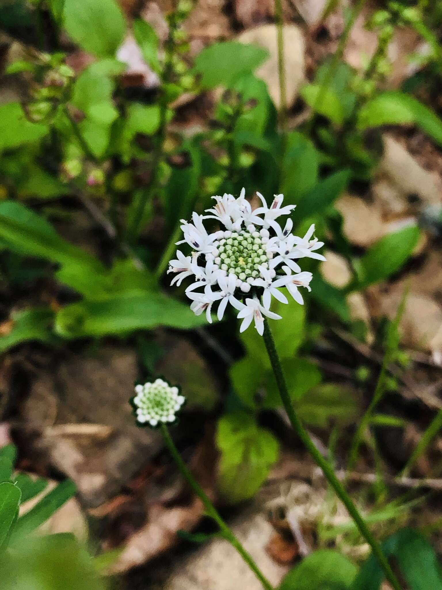 Marshallia obovata (Walt.) Beadle & F. E. Boynt.的圖片