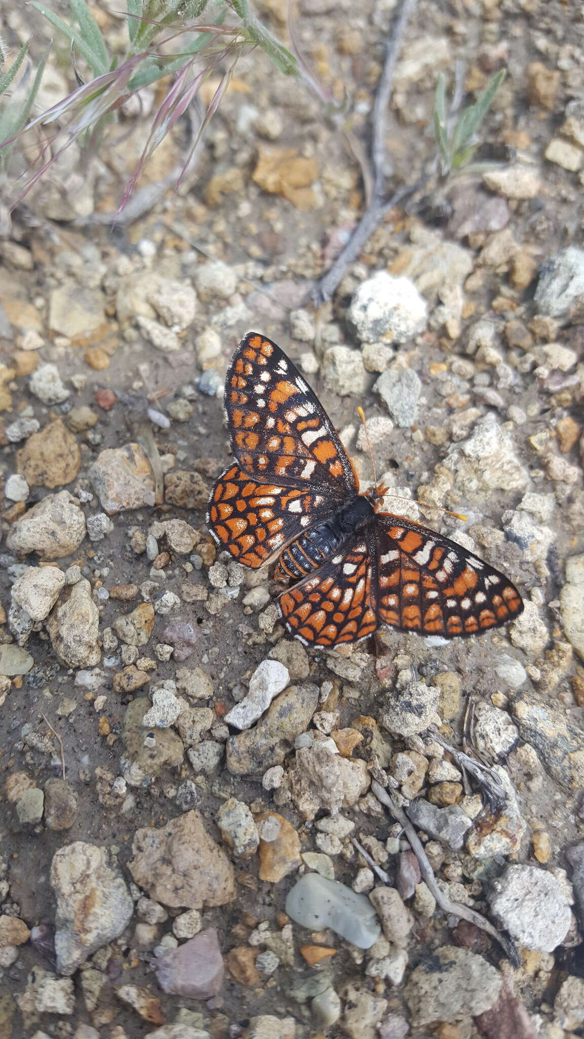 Euphydryas anicia wheeleri (Hy. Edwards 1881)的圖片