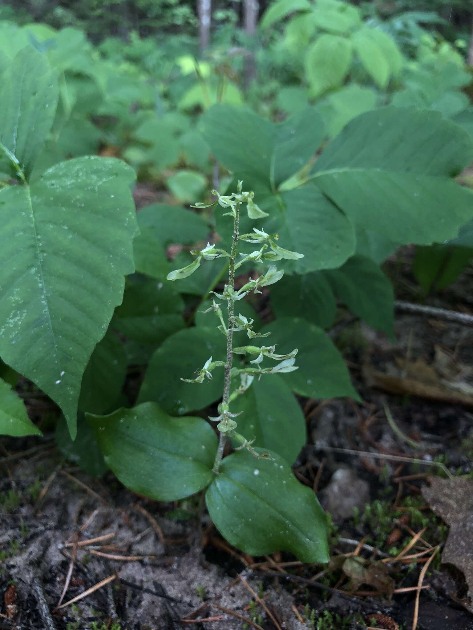 Image of Broadlipped twayblade