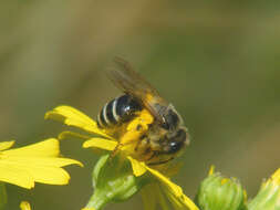 Image of Andrena flavipes Panzer 1799