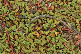 Plancia ëd Sesuvium edmonstonei Hook. fil.