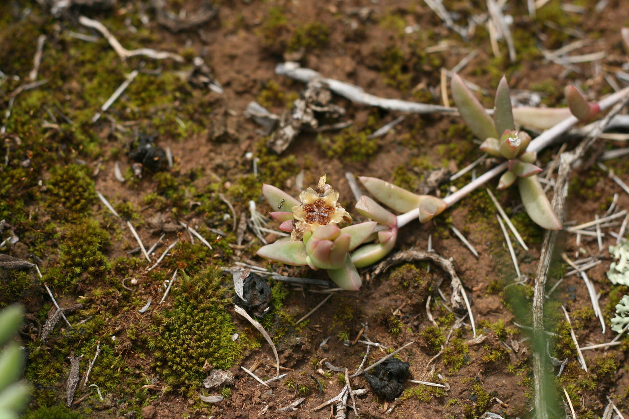 Image of Delosperma hollandii L. Bol.