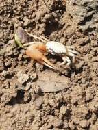Image of Galápagos Fiddler Crab