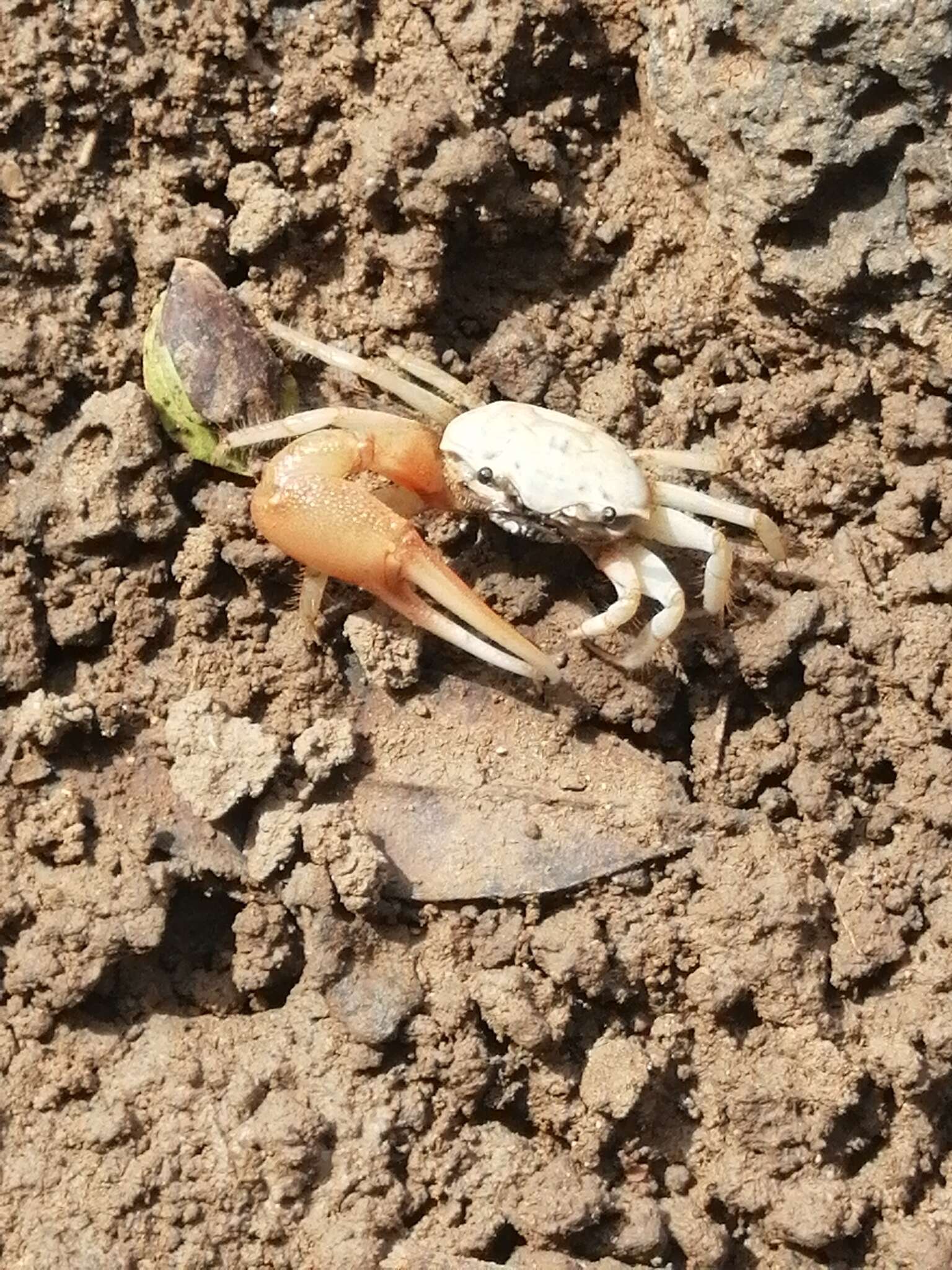 Image of Galápagos Fiddler Crab