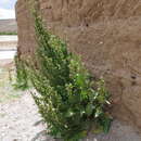 Image of Nicotiana undulata Ruiz & Pav.