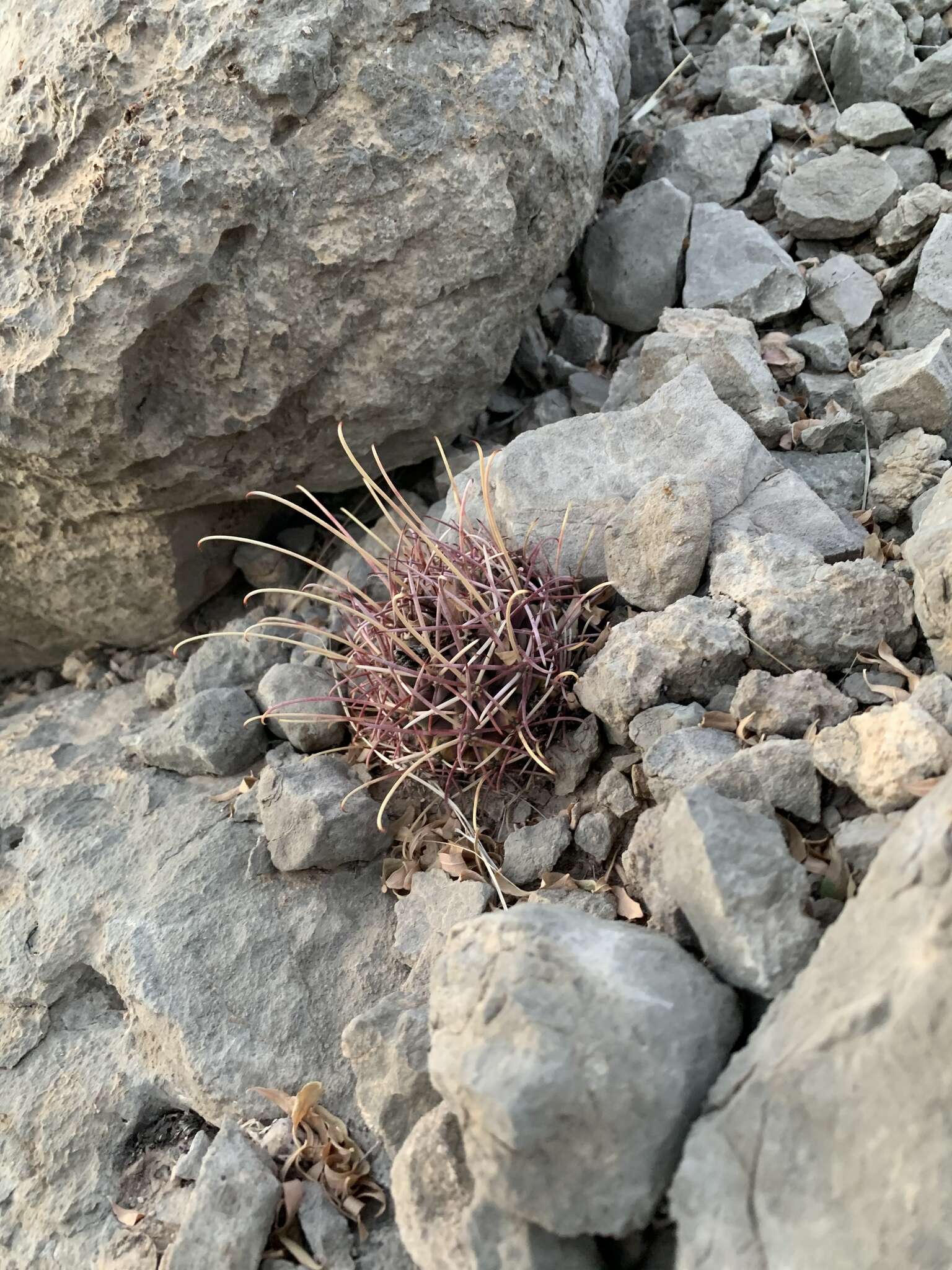 Image of Chihuahuan fishhook cactus