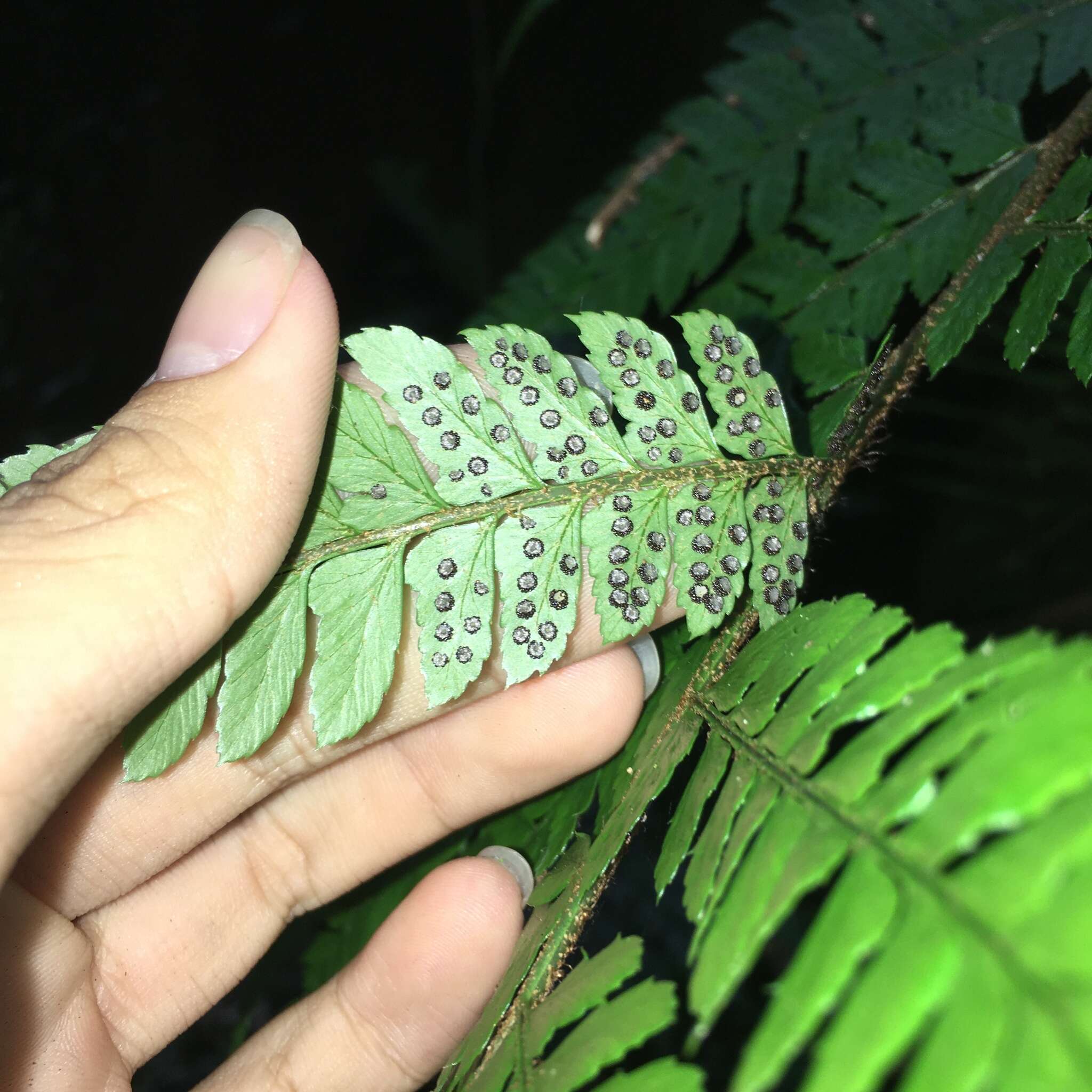 Image de Polystichum biaristatum (Bl.) Moore