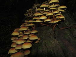 Image of Hypholoma frowardii (Speg.) Garrido 1985