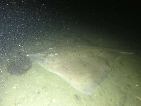 Image of New Zealand rough skate