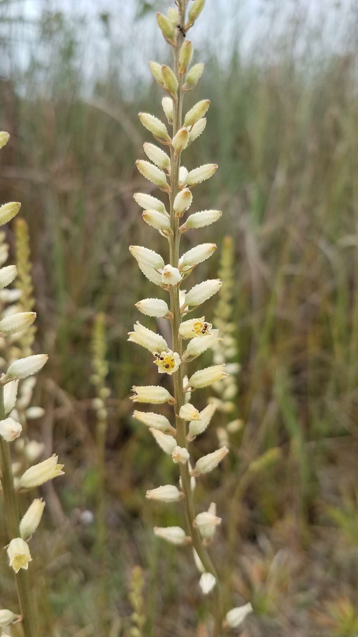 Image of Bracted Colicroot