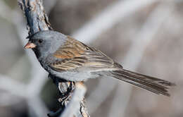 Image of Black-chinned Sparrow