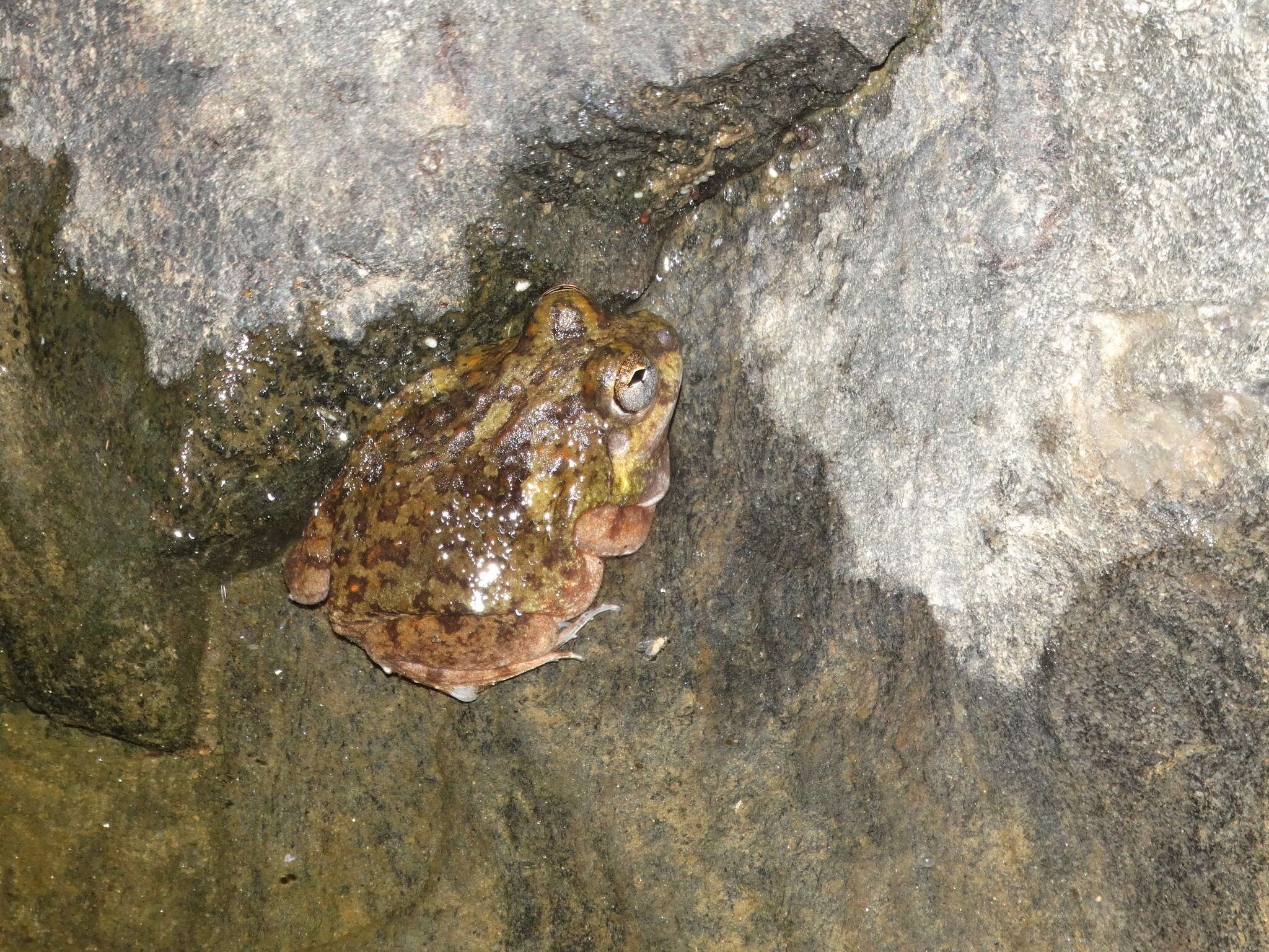 Image of Peters' four-eyed frog