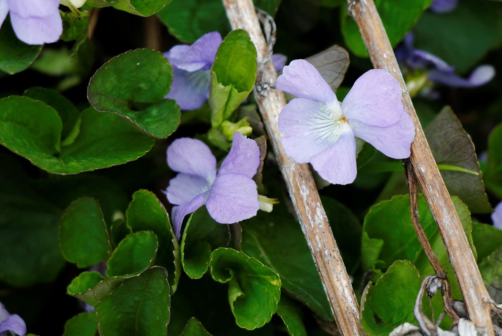 Image of Viola sacchalinensis H. Boiss.