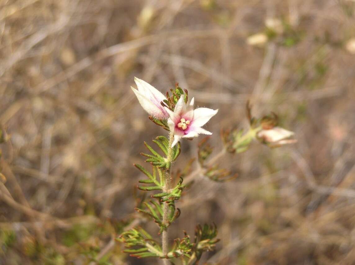 Image of Boronia lanuginosa Endl.