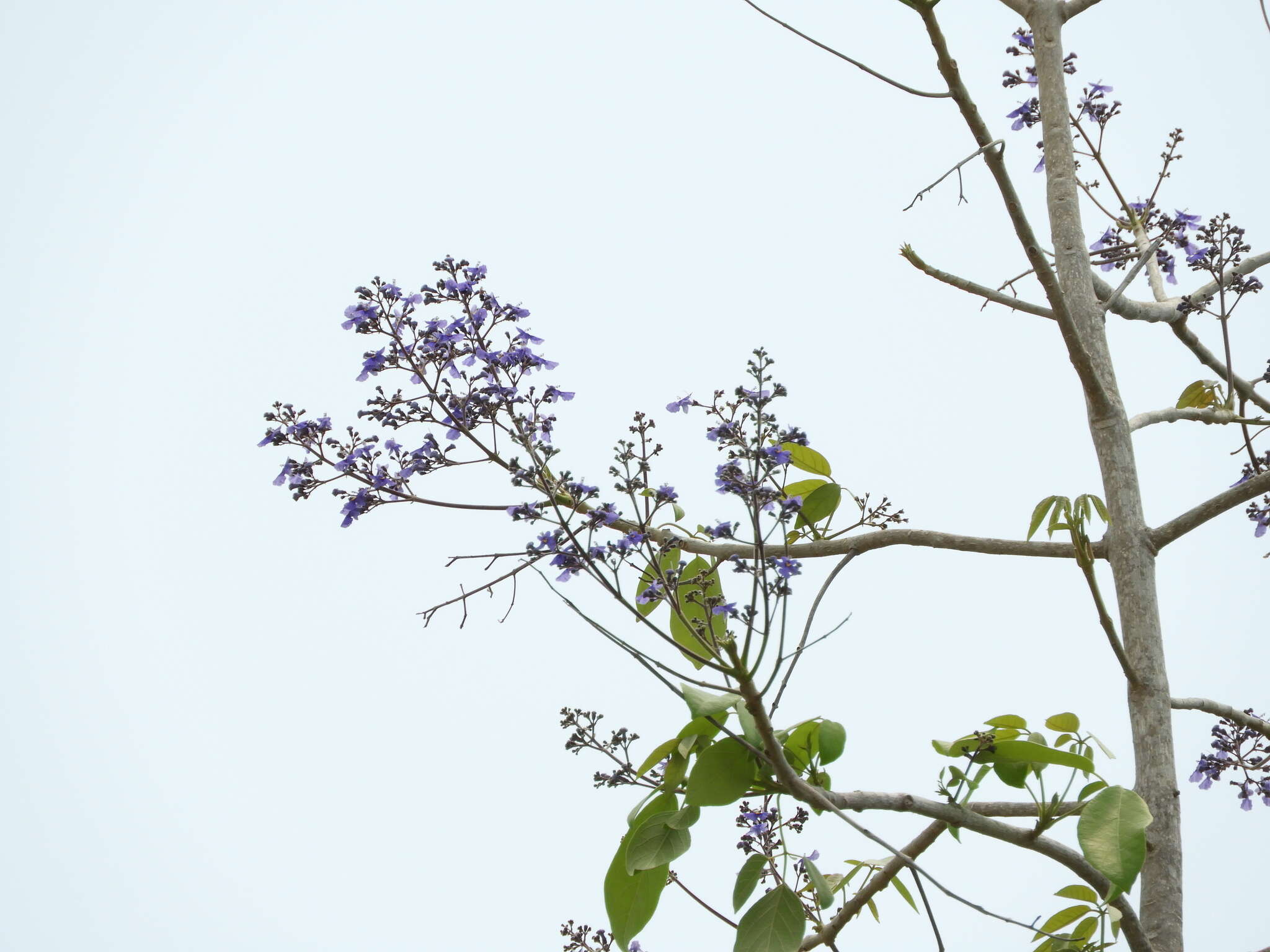 Слика од Vitex gaumeri Greenm.