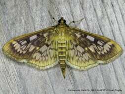 Image of Zigzag Herpetogramma