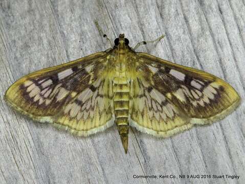 Image of Zigzag Herpetogramma