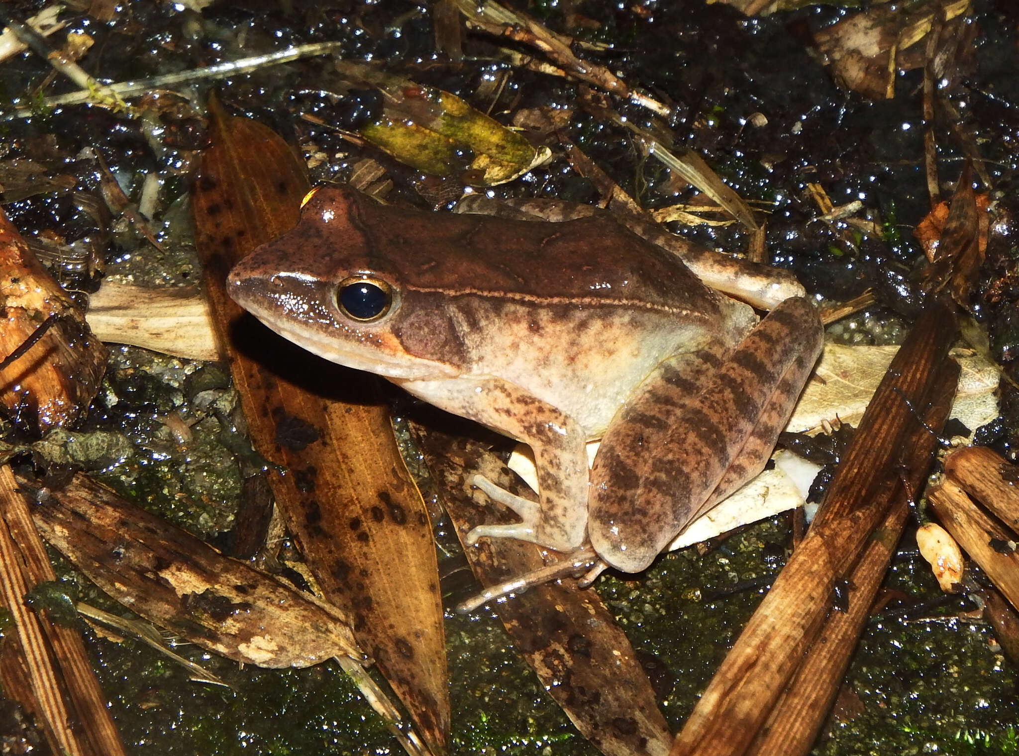 Image de Rana jiulingensis