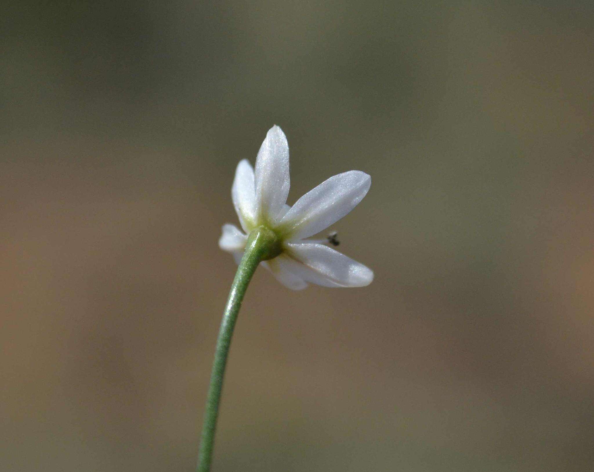 Image of Strumaria tenella subsp. orientalis Snijman