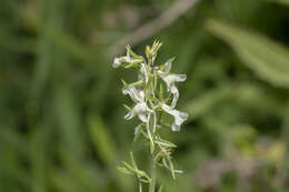 Image de Linaria chalepensis (L.) Mill.