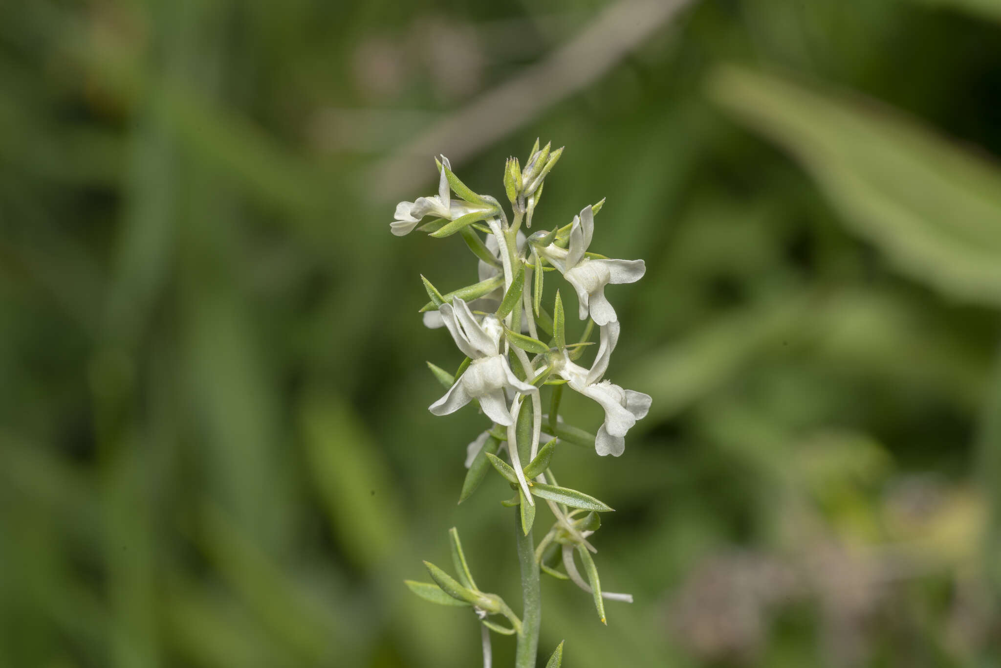 Image de Linaria chalepensis (L.) Mill.