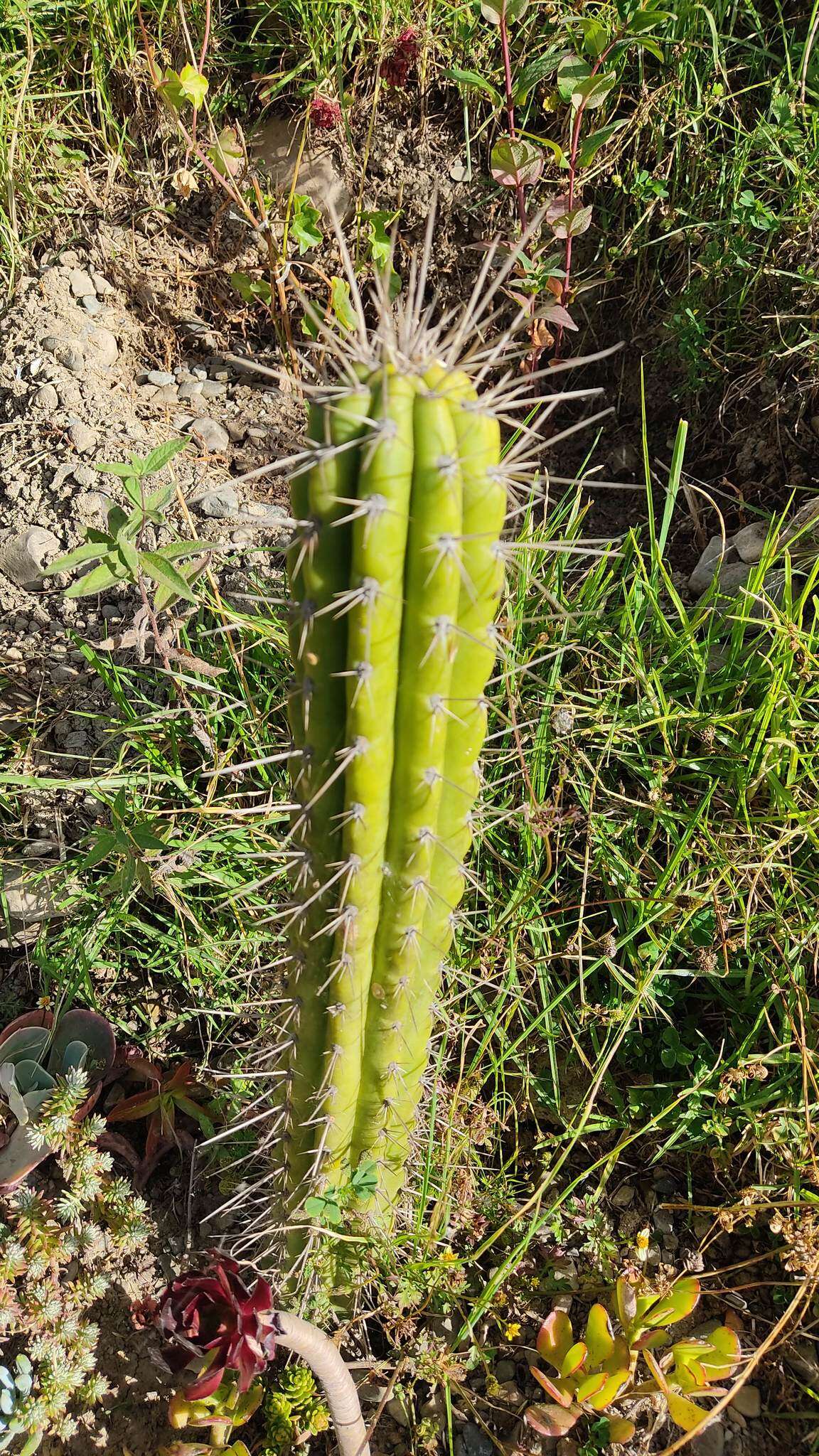 Image of Bolivian Torch Cactus