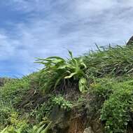 Image of Crinum asiaticum var. sinicum (Roxb. ex Herb.) Baker