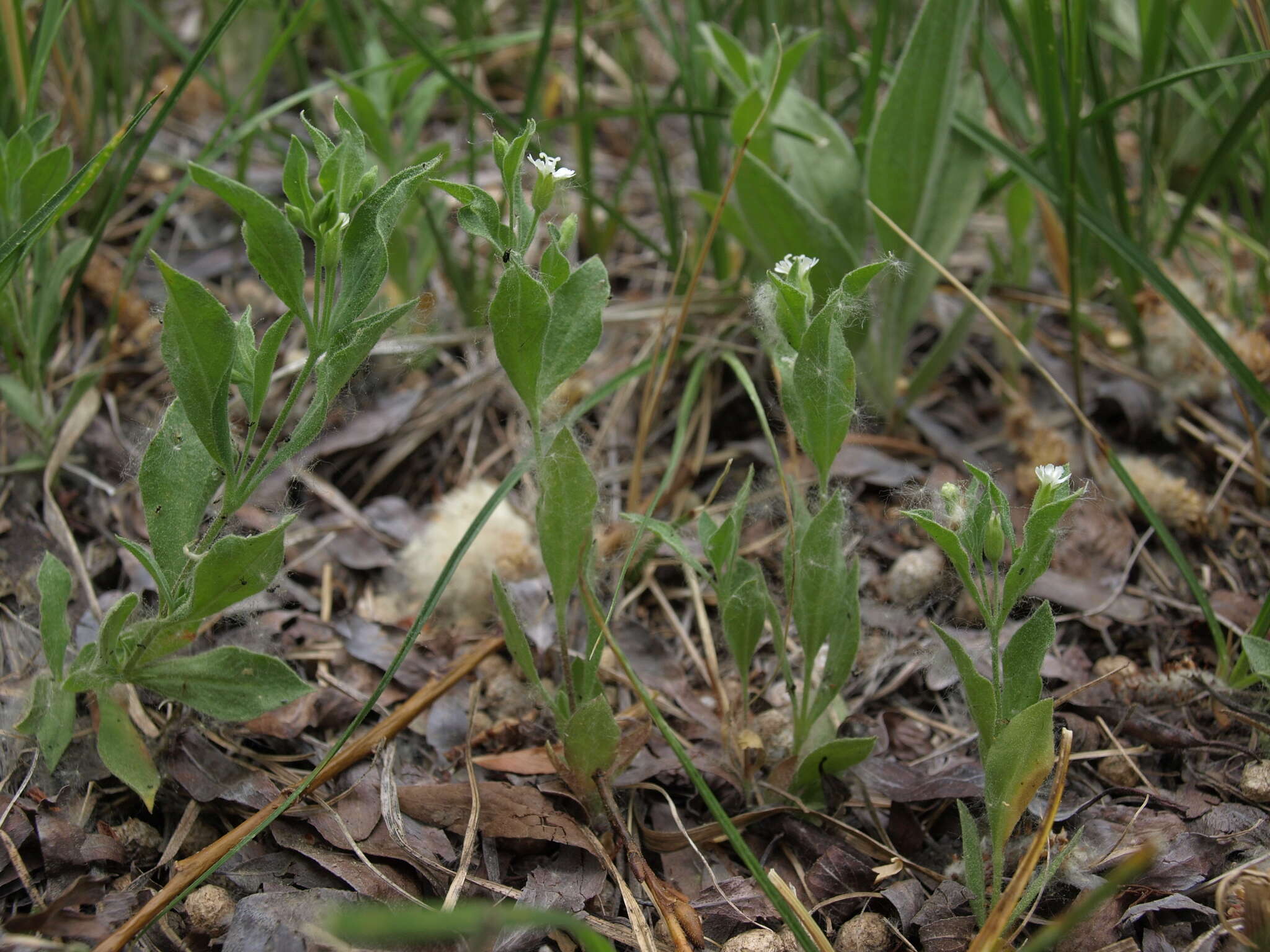 Image of Menzies' campion