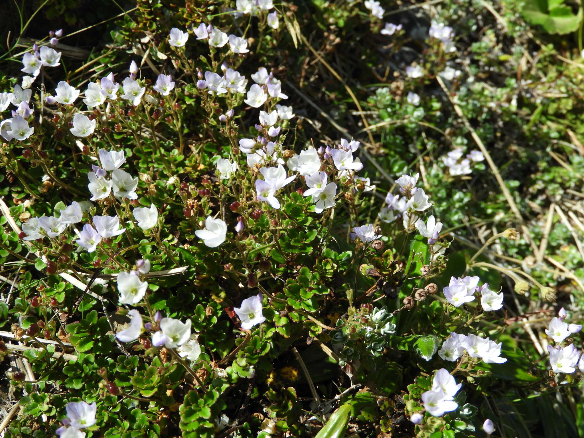 Image de Veronica hookeriana Walp.