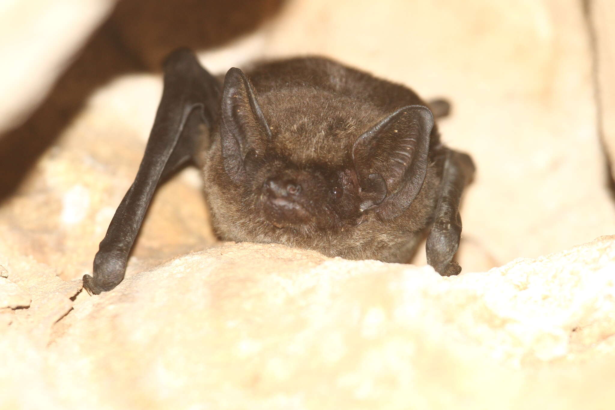 Image of Great Evening Bat