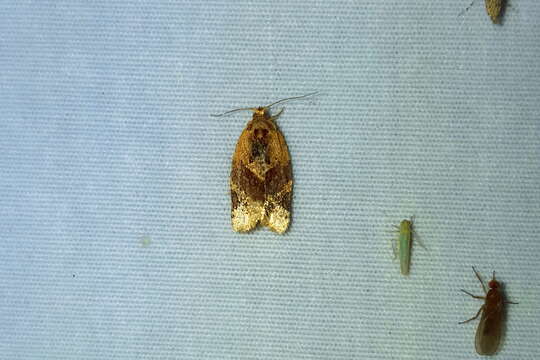 Argyrotaenia velutinana Walker 1863的圖片