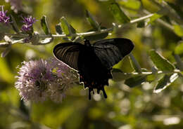 صورة Parides bunichus (Hübner 1821)