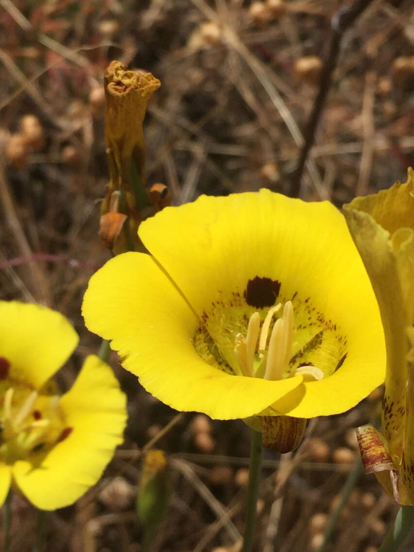 Image of yellow mariposa lily