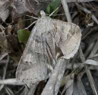 Image of <i>Drasteria caucasica</i>