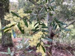 Imagem de Acacia fimbriata A. Cunn. ex G. Don