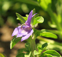 Image of elegant calicoflower