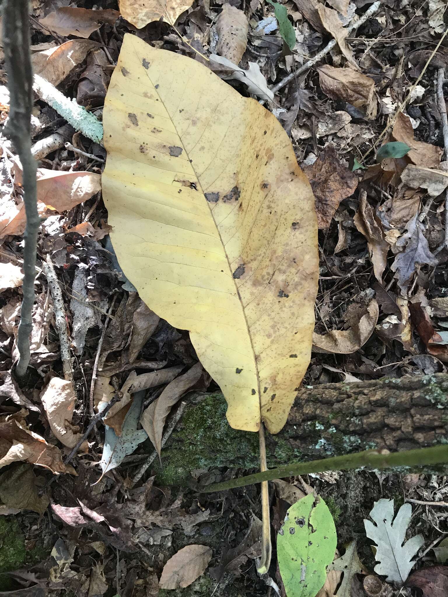 Image of Big-Leaf Magnolia