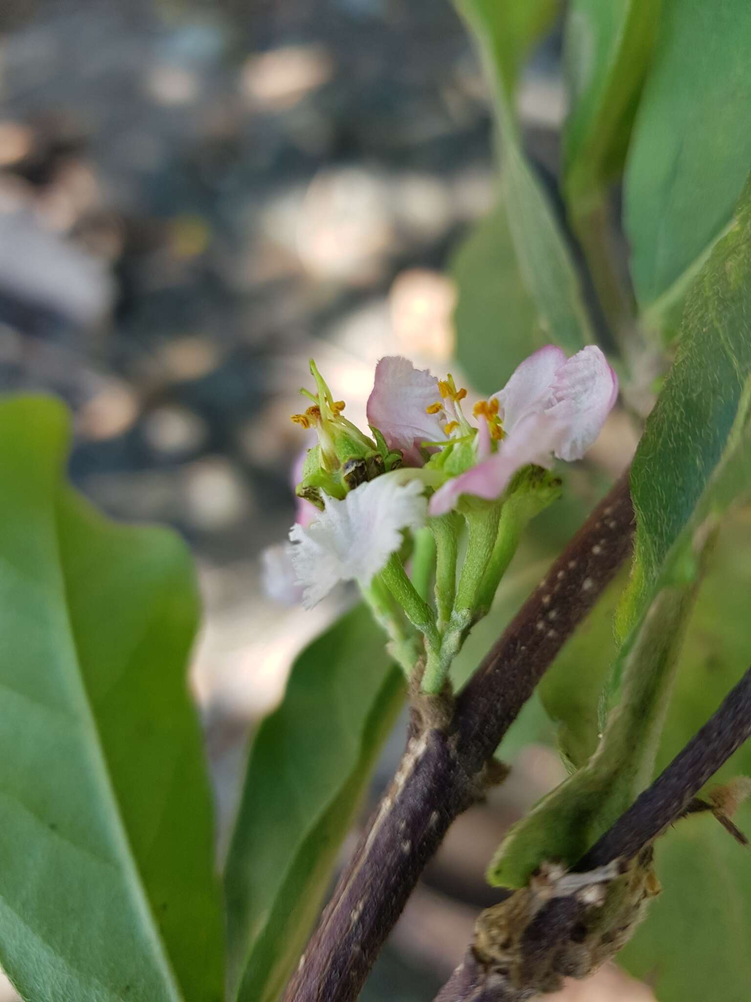 Imagem de Malpighia stevensii W. R. Anderson